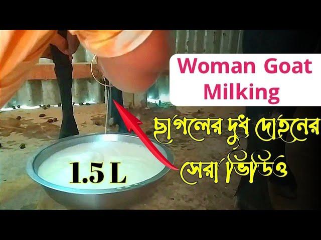 how to milk a goat | village woman goat milking by hand | uncover village