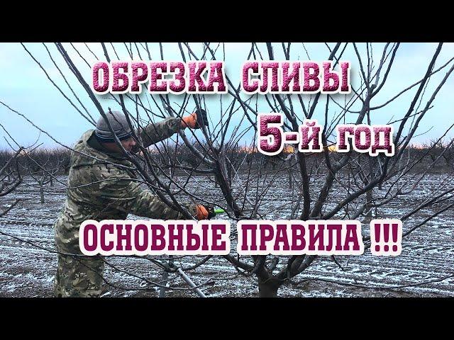 Правильная ОБРЕЗКА СЛИВЫ / 5-й год после посадки/Опытный участок