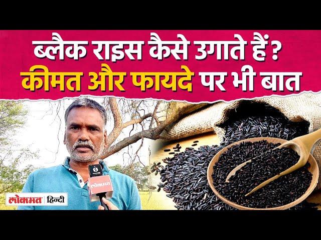 काले चावल की खेती : Black Rice Farming : kale chawal ki kheti : black paddy farming