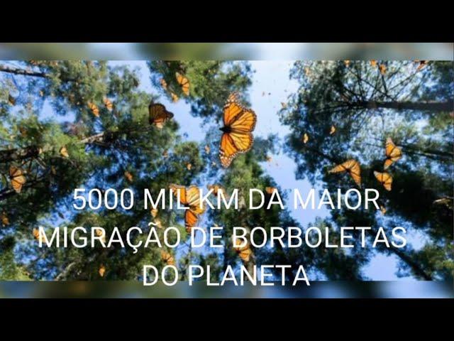 A maior migração de borboletas do planeta.   The largest butterfly migration on the planet.