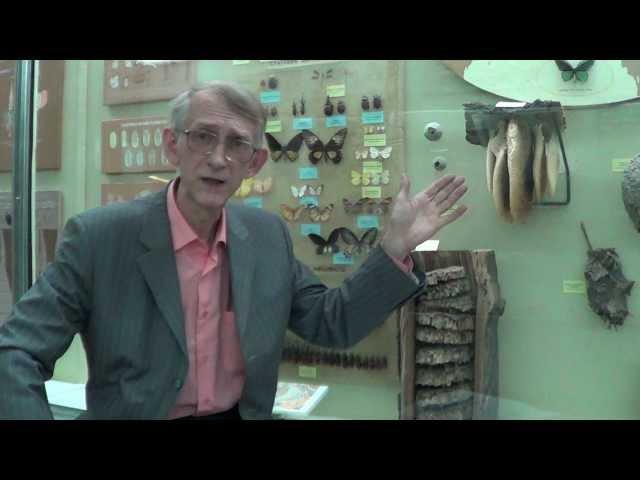 Beekeeping in Ukraine: What Do You Know about Honey Bees in Ukraine?