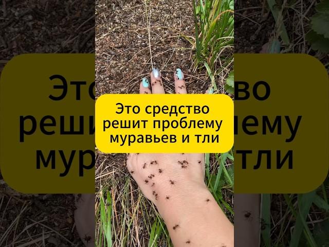 Это средство решит проблему мураьев и тли за раз! #муравьи #вредители #тля #дача #огород