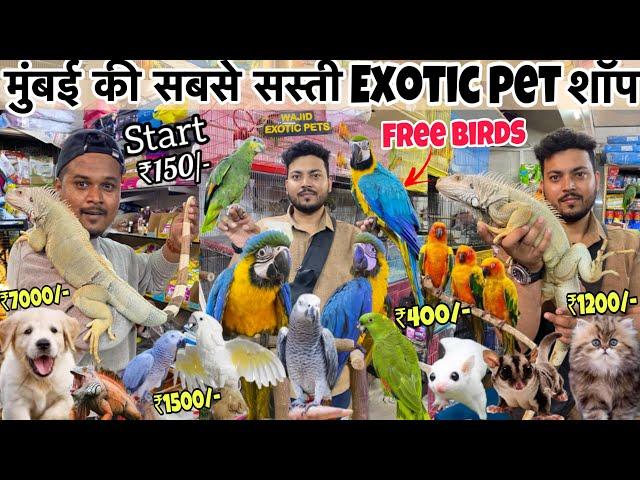 Start ₹150/-| सबसे सस्ती शॉप | Free Birds | iguana| cheapest Pet market in Mumbai | Wajid pet shop