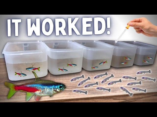 BREEDING Neon Tetras in Tubs - Over 100 Fry!