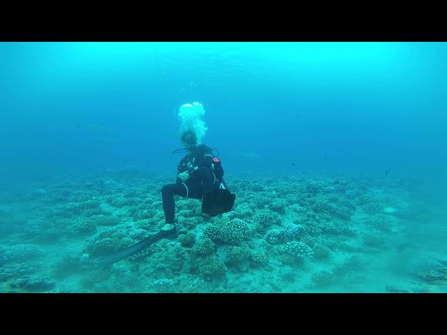 Bora Bora - a lot of sharks (look close)