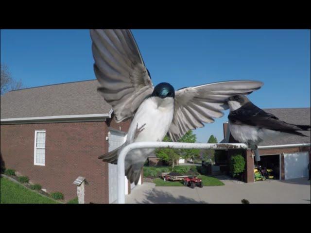 Tree Swallows in super slow motion