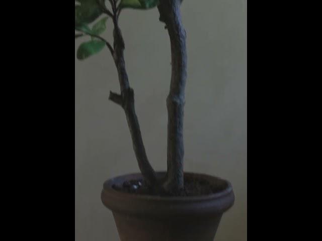 See the new Japonicus potted tree plant #afloral