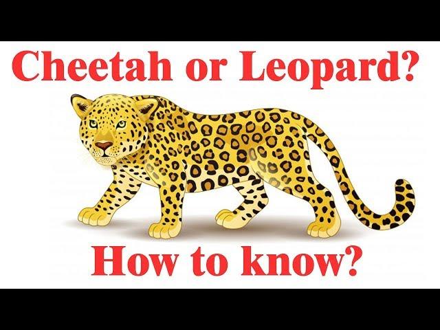 Difference between Cheetah and Leopard | Cheetah vs Leopard comparison | Simply E-learn Kids