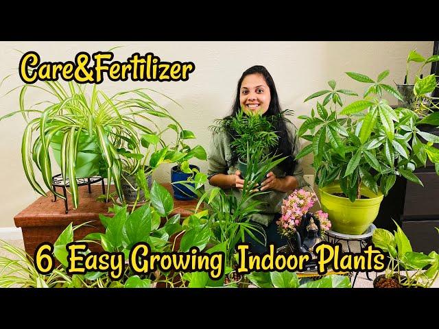 வீட்டில் சுலபமாக வளர்க்கலாம் இந்த 6 செடிகள் /My Indoor Plants Care&Fertilizer/ #Tamil Vlog