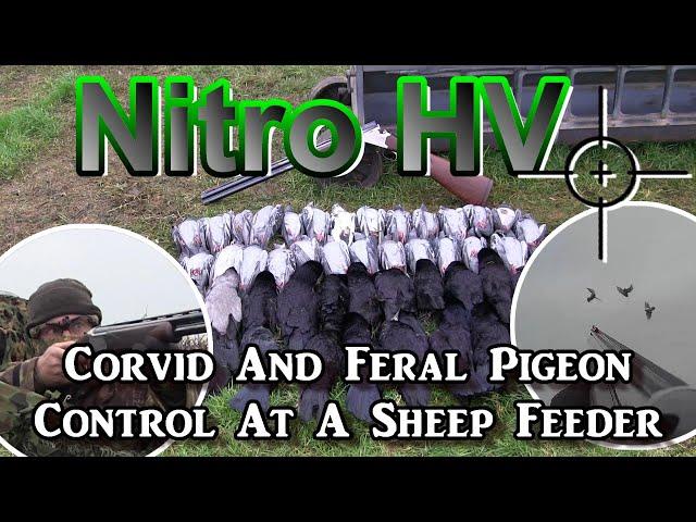 Nitro HV Corvid And Feral Pigeon Control At A Sheep Feeder