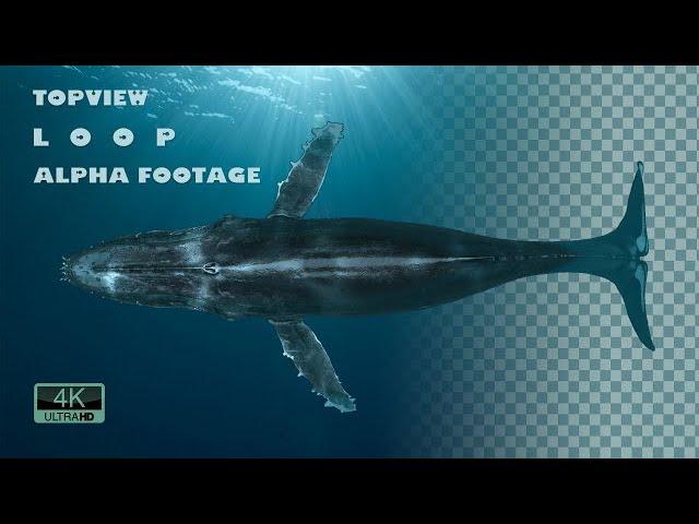 Top View Swimming Whale Stock Motion Graphics