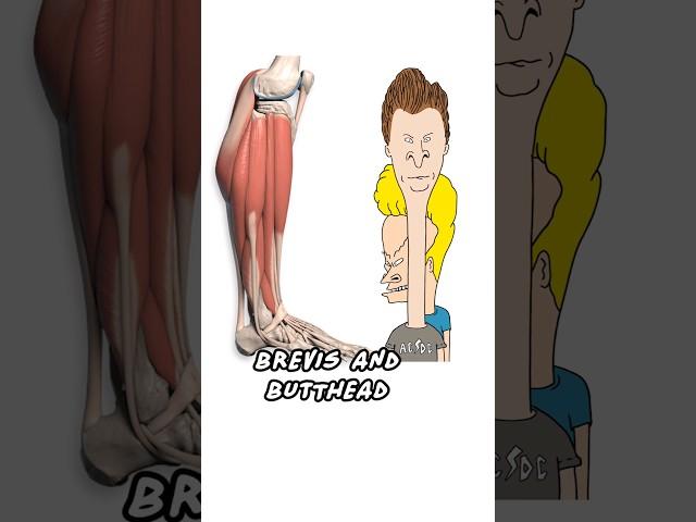 Lower Leg Muscles
