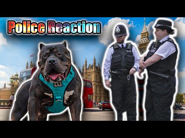 Public Reaction to XL American Bully in Central London | Bully's From UK