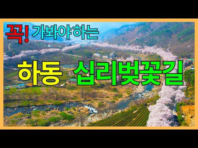 하동 십리벚꽃길 | 화개장터에서 쌍계사로 들어가는 6km | 섬진강 벚꽃길에서도 으뜸