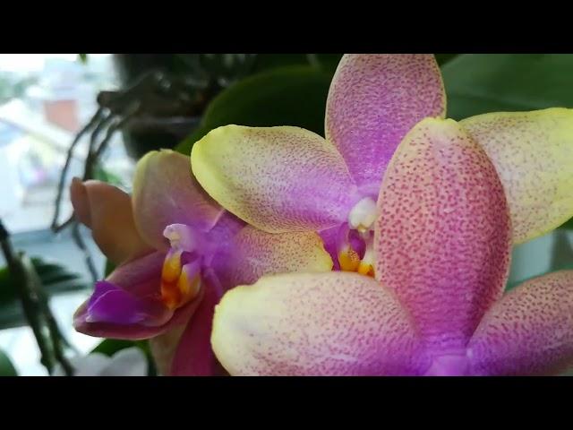 МОИ ТРИ ,ОДНИ ИЗ САМЫХ АРОМАТНЫХ, ОРХИДЕИ! ️️#PHALAENOPSIS #ORHIDS #ORJIDEA#FLOR️️️️