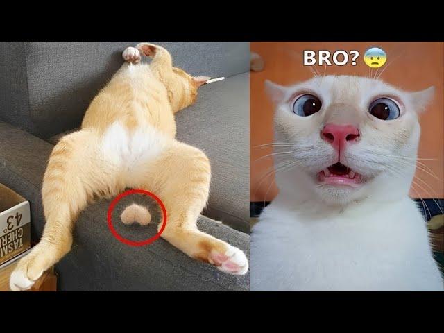 Crazy animals will make you laugh to die  New funny cats and dogs 