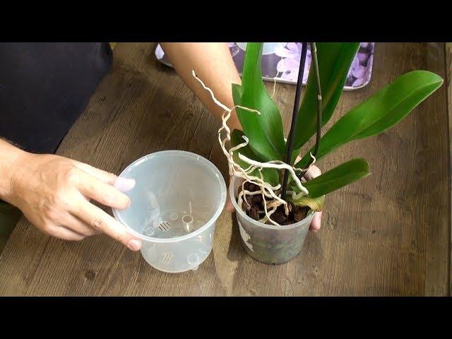 ORCHIDS ARE VERY EASY TO TRANSPLANT // detailed video of phalaenopsis transplantation