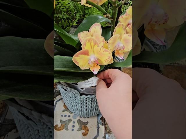 Фаленопсис Лимпопо - яркий красавчик #орхидеи #orchid #shorts #оранжерея #flowers #phalenopsis