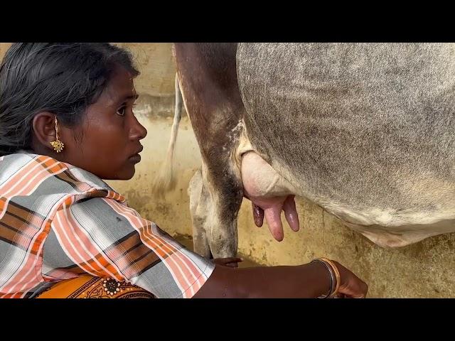 Village life cow milking | Hand milking | Old style