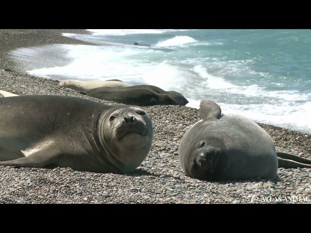 Foca en 4K - Seal 4K