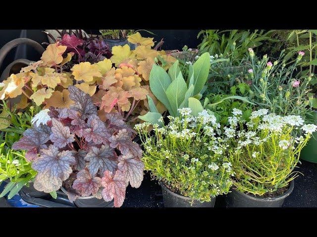 Plant Haul April 2022