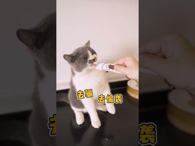 你想象不到的猫咪冷知识，看看你知道几个？#科学养宠攻略 #猫咪冷知识 #猫 猫奴十三