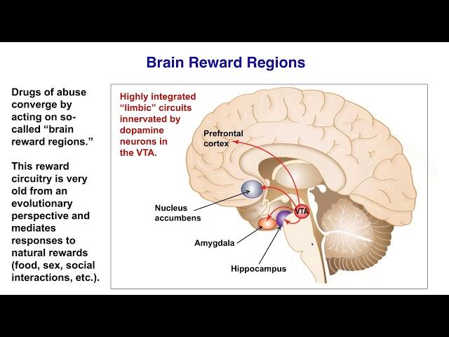 The Biology of Addiction