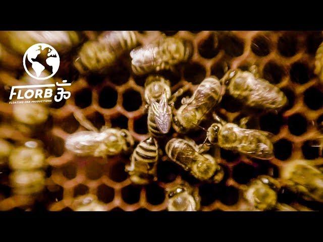 Medicine from Bees: Royal Jelly, Propolis, Pollen and Manuka Honey