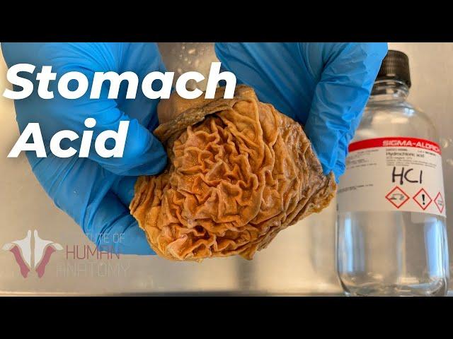 Experimenting With Stomach Acid | How strong Is It?