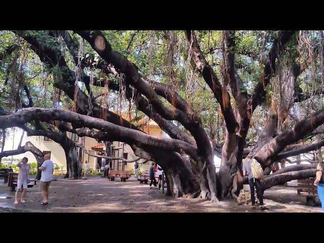 Lahaina banyan tree is ONE BIG Maui banyan tree in Hawaii! West Maui