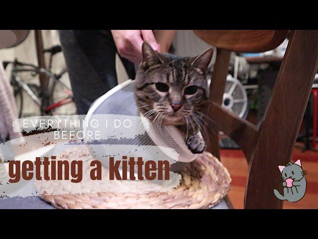 Everything I do before getting a kitten | Vlog | Give my cat a shower