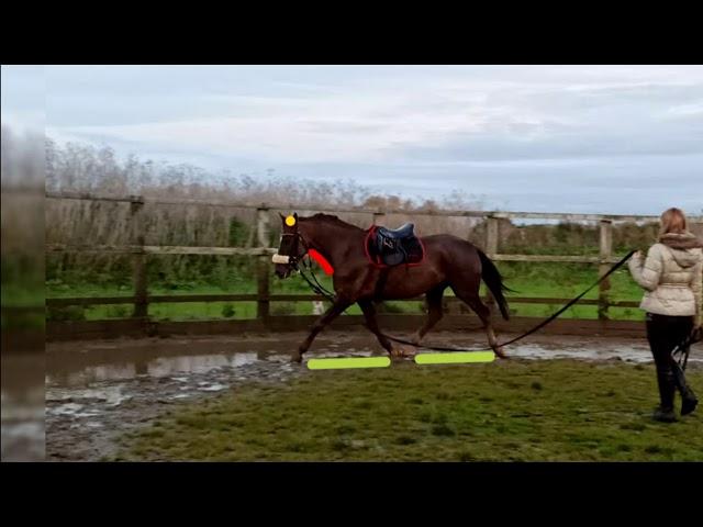 Comparison of lunging aids | Equine rehabilitation and training.