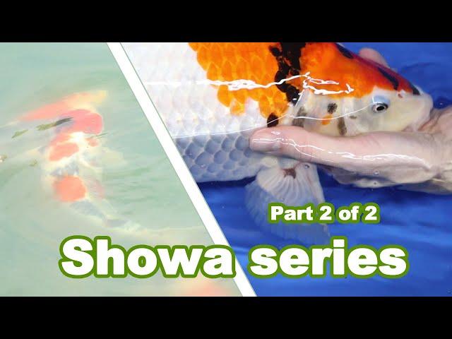 Showa Koi Fish: Detailed Opinion on this SHOWA [PART 2 of 2]