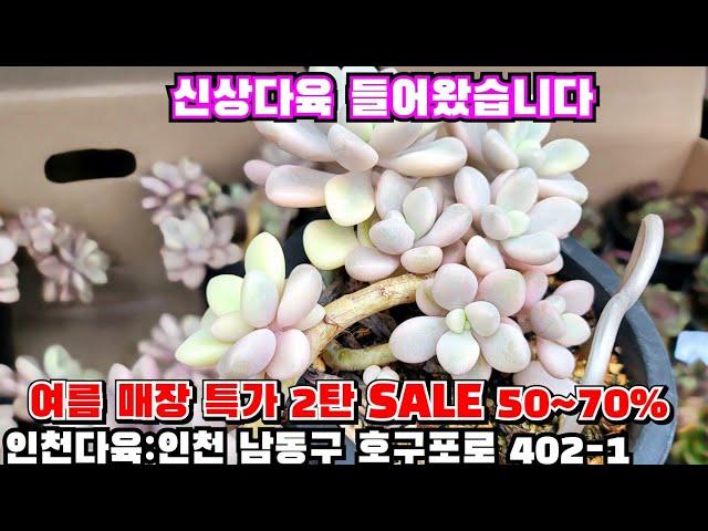 [인천다육]️여름 매장 특가 2탄 SALE 50~70%한정수량 손해보고 팔아유 인천 남동구 호구포로 402-1 ️ 010-5316-7402