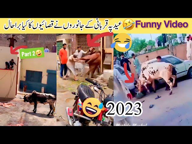 Top Funny video qurbani ke janwar qurbani ke janwar tiktok 2023