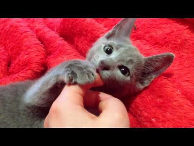 Russian Blue Kitten/ Cat- SOOO CUTE! Check it out