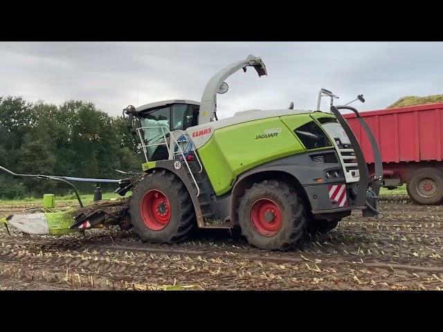 Landbouwbedrijf Cools| Mais hakselen 2021 | CLAAS Jaguar 960 | CLAAS ORBIS 750|