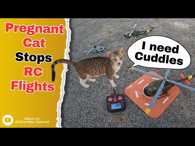 When a Pregnant Cat Stops RC Helicopter Flying – Hilarious!