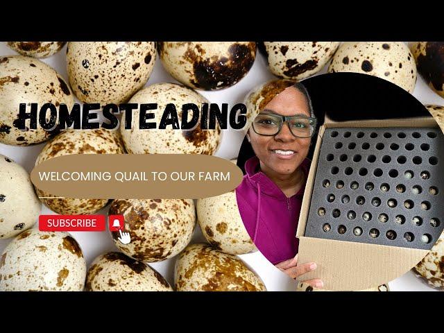 Raising Quail for Eggs | Hatching Quail for the First time! | Homesteading to Save Money