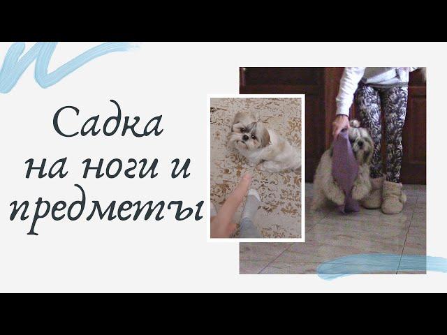 Запрыгивание на ногу / Воспитание собаки