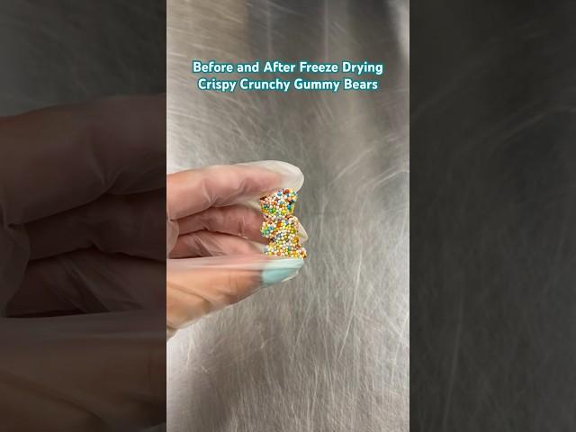 Freeze drying Crispy Crunchy Gummy Bears! #freezedrying #candy #freezedried #candyshop