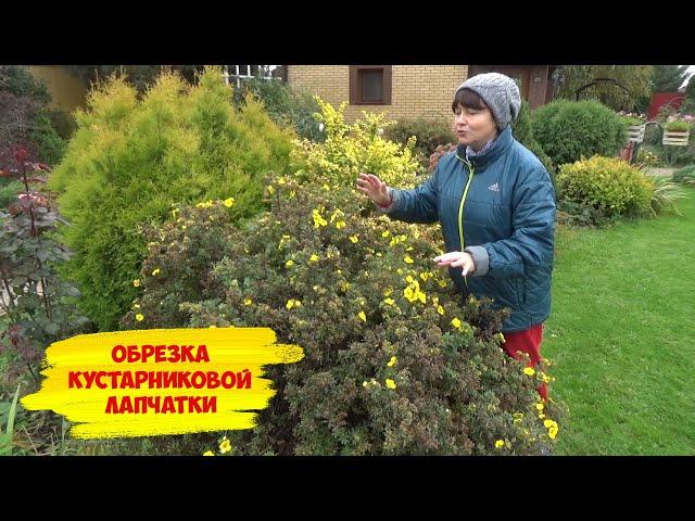 Обрезка ЛАПЧАТКИ КУСТАРНИКОВОЙ осенью.