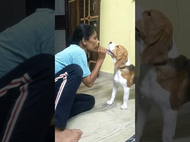 mother plays with beagle #dog #buddy #funny #doglover