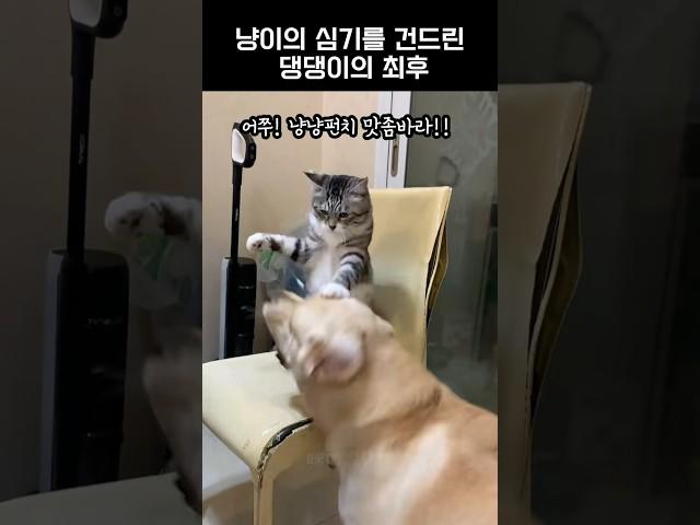 냥이의 심기를 건드린 댕댕이의 최후 #고양이 #냥펀치 #댕댕이 #funny