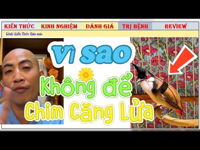 Vì sao Không nên chăm Chim Chào Mào Thi Đấu quá căng Lửa với nết Chim Dữ?