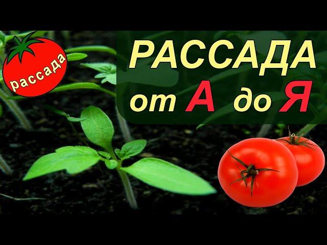 РАССАДА ТОМАТОВ от А до Я