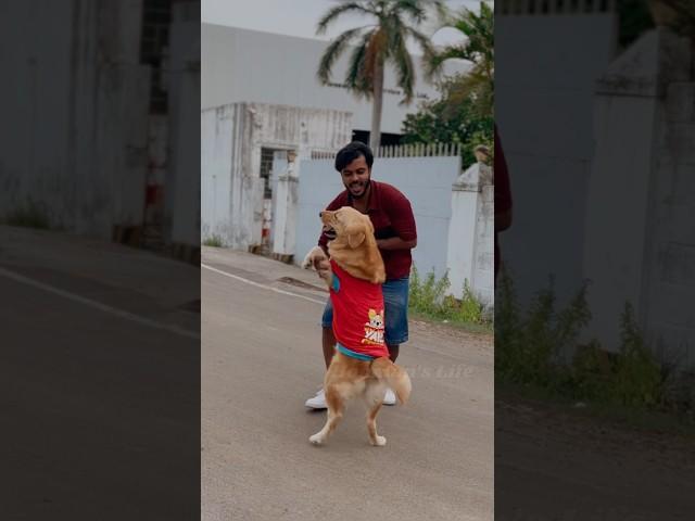 My trip be like this #goldenretiever #puppies #doglovers