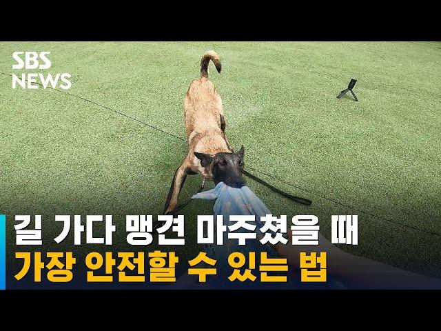 길 가다 맹견 마주쳤을 땐? "공격보단 '방어'하세요" / SBS