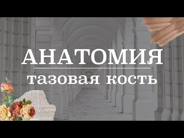 Тазовая кость (подвздошная кость, седалищная кость, лобковая кость) | Анатомия