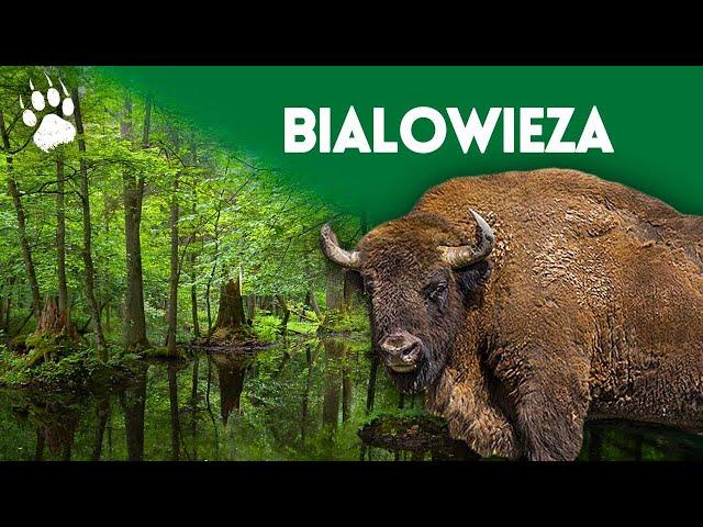 The last primary forest in Europe - Bialowieza National Park - Wildlife documentary - HD